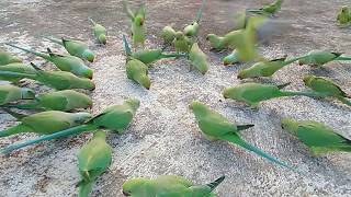 many parrots