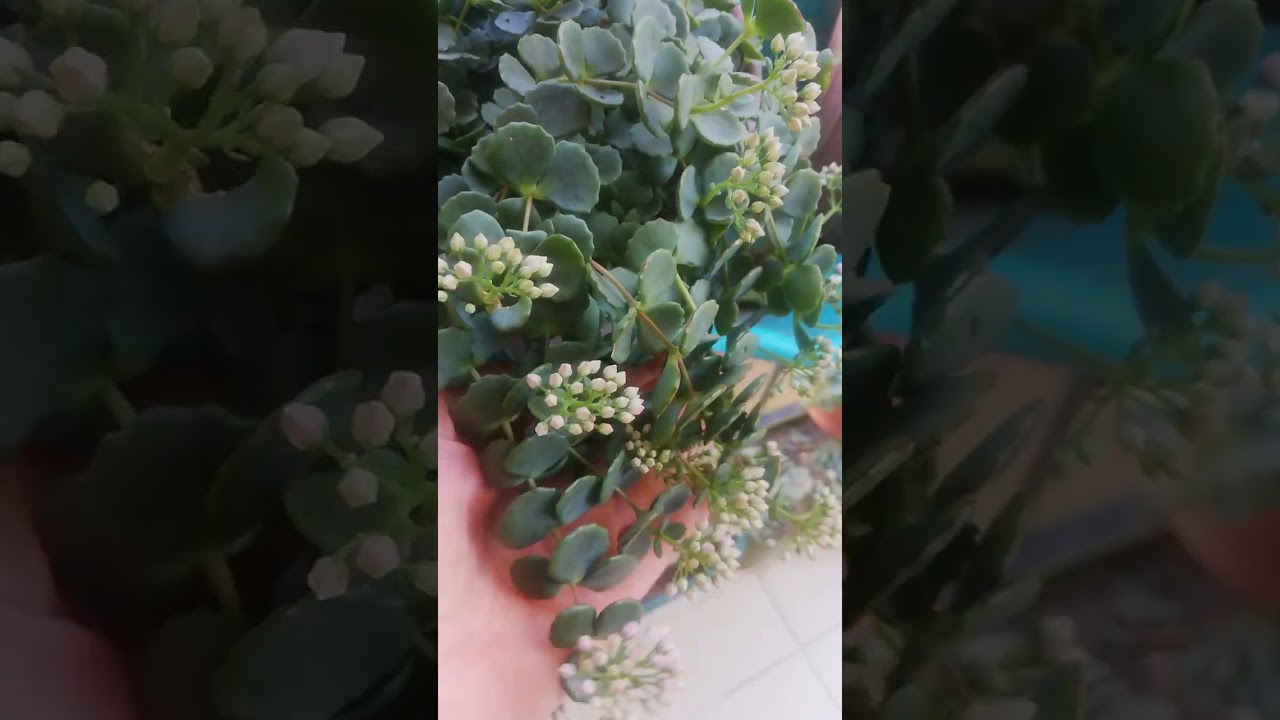 sedum sieboldi çiçeklenme zamanı siyoboldi çiçekleri Balcony Flowers Balkon çiçeklerim