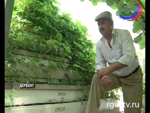 Как на пяти сотках вырастить 10 тысяч кустов клубники?