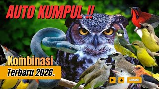 ANTI ZONK‼️ Suara Pikat Burung Kombinasi Burcil & Trucukan Ribut Terbaru 2026 🎧🐦
