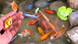 catch colorful ornamental fish, betta fish, koi fish, channa, manfish, catfish,guppy,molly,turtles