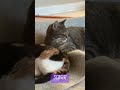 Los gatos sueñan #rescuecats