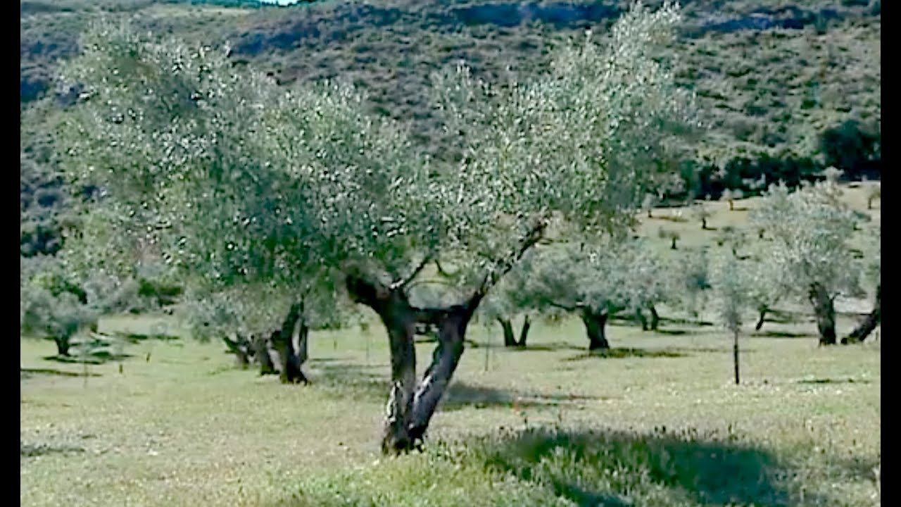 Redecora tu olivo... si quieres que sea rentable (Proyecto 