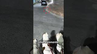 El gato ni siquiera se movió al ver cruzar a los cuatros dogos argentino. #dogo #cat #perros