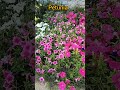 Petunia Beauty #viral #foryou #nature #tiktok #trending