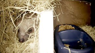 Hedgehogs Live + catch-up - Norwich, UK - 2026-07-30