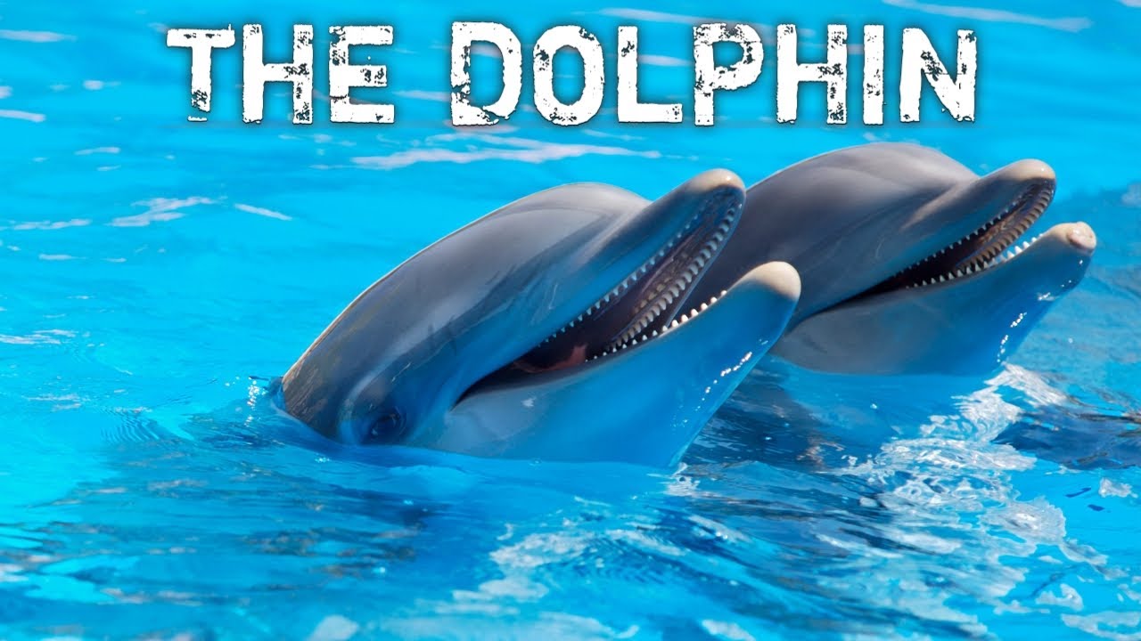 WHY DOLPHINS ARE THE MOST PATIENT ANIMALS ON EARTH | Dolphin Facts | Amazon River Dolphin 