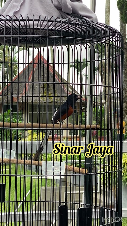 Murai Batu Sinar Jaya Di Kusuma Agrowisata Malang