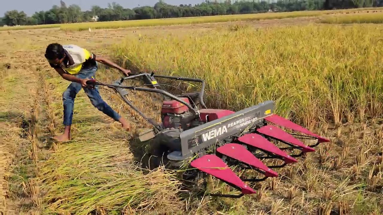 Professional Paddy Harvest With Reaper Machine 🚜🌾