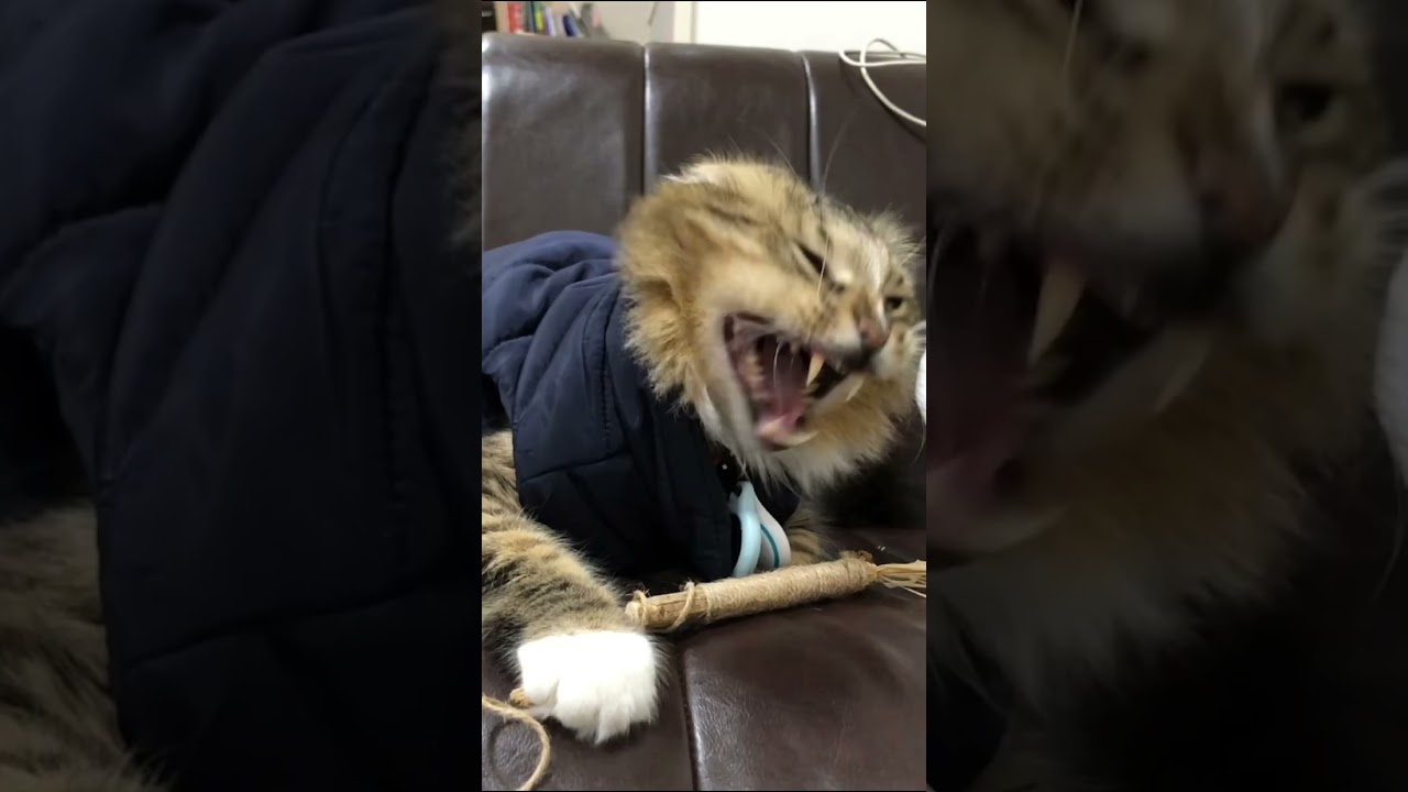 可愛猫(*ΦωΦ*)ぽん子！！ - YouTube