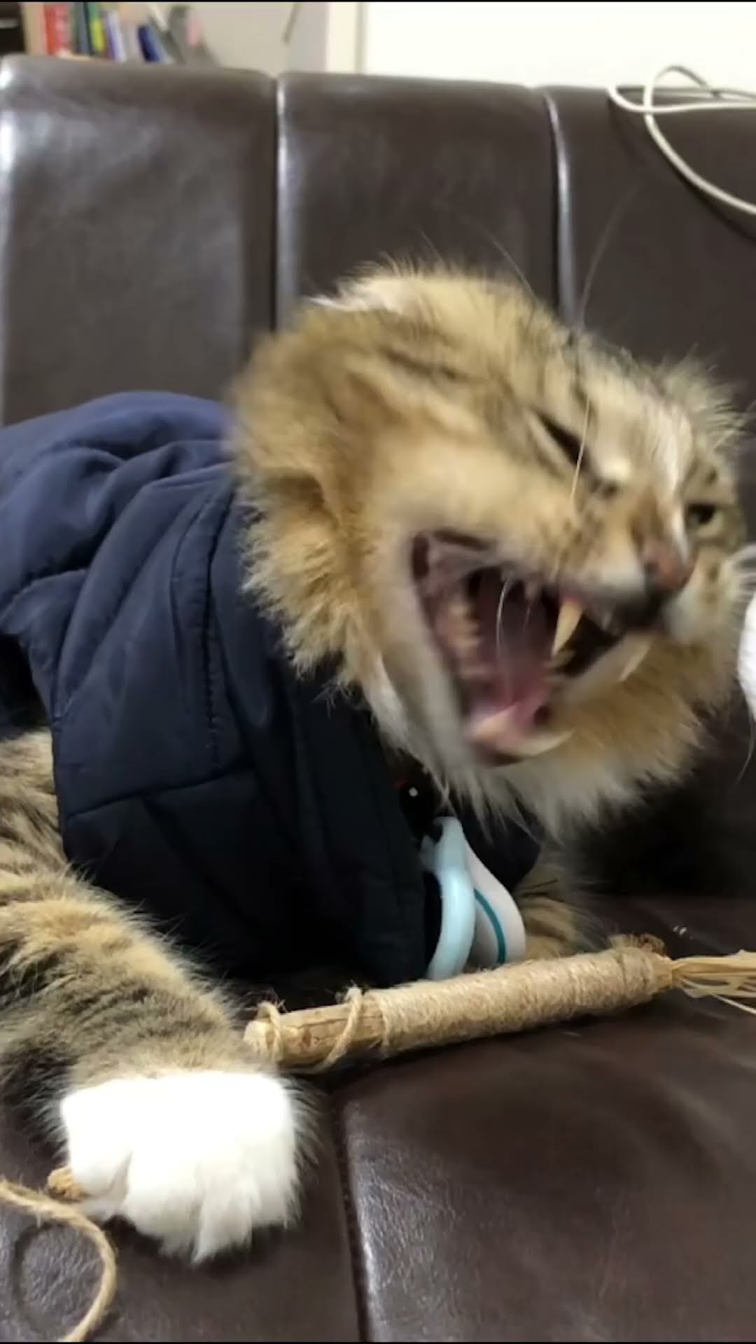 可愛猫(*ΦωΦ*)ぽん子！！ - YouTube