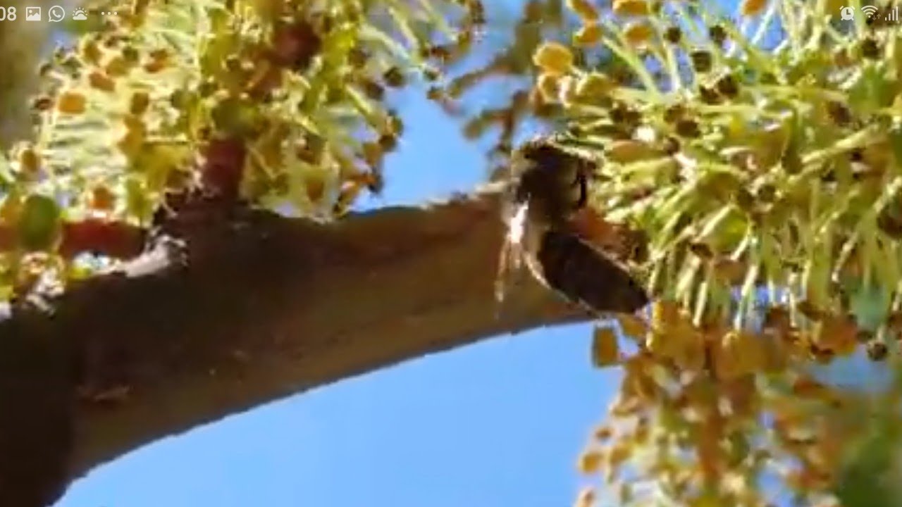 مراقبة مدى اقبال النحل على ازهار الخروب. للمبتدئين في تربية النحل. 27/10/25.