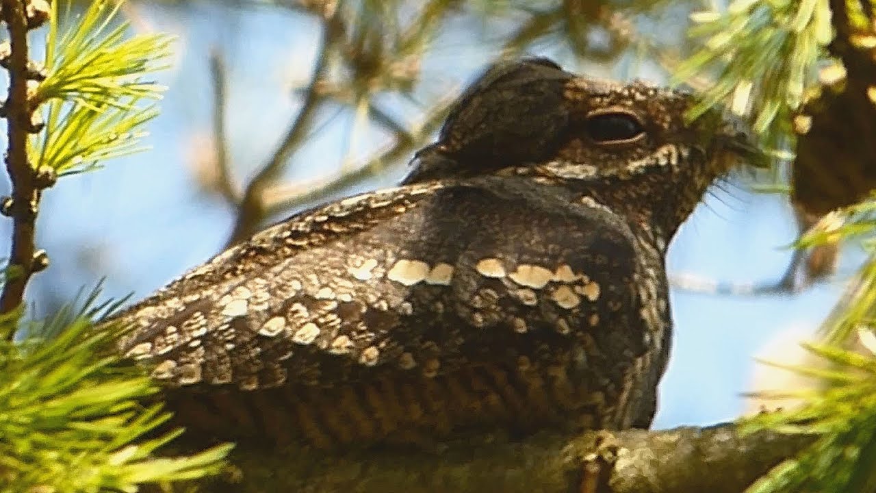 Lelek lesní - The European nightjar (Caprimulgus europaeus) - Samec