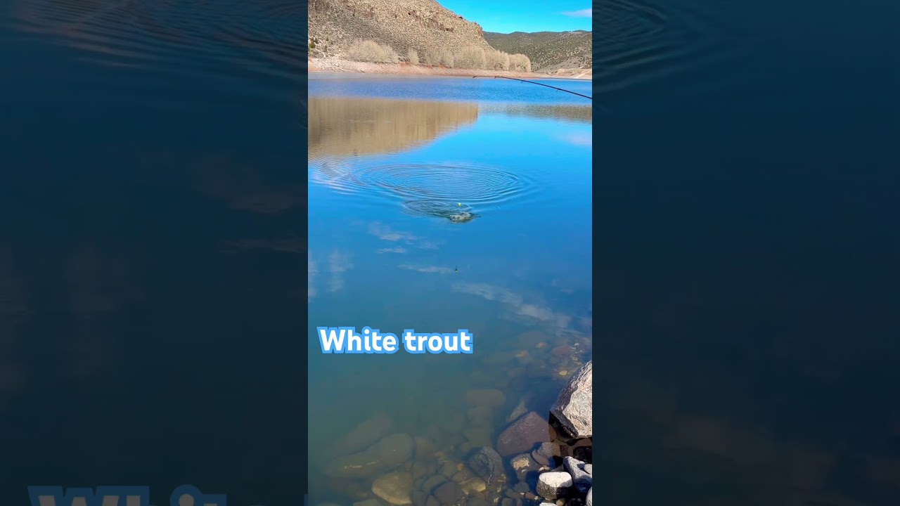 Белая форель 