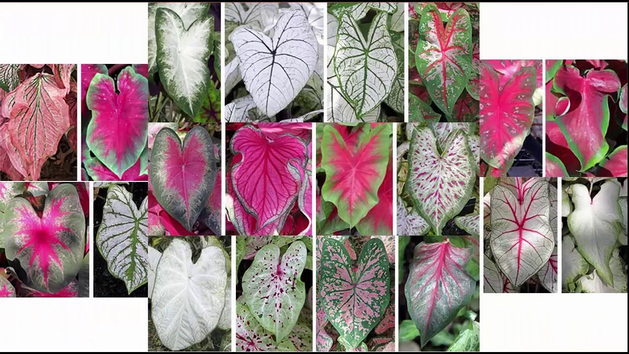 60 PLUS MOST ATTRACTIVE TYPES OF CALADIUM (GABI - GABI) PLANTS - YouTube