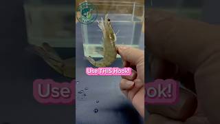 Stop Using The Wrong Hook For Shrimp Bait Do This Instead