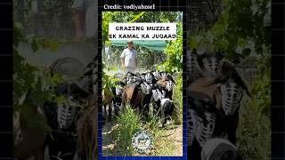 Grazing muzzle ek kamal ka jugaad #sheep #farming #goat #goatfarming #jugaad #grazing #facts #shorts