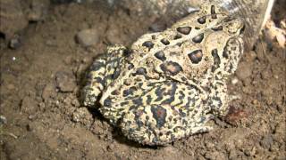 Really Nice Looking Female American Toad