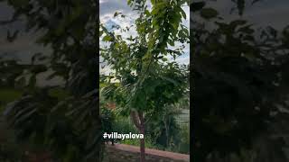 Kiralık Villa Yalova Akköy Deniz Manzaralı