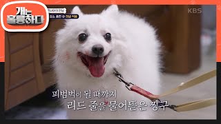 침과 섞여 떨어진 핏자국?!😱 피범벅이 될 때까지 리드 줄을 물어뜯은 찡구 [개는 훌륭하다/Dogs Are Incredible] | KBS 240422 방송