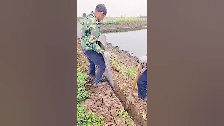Installation process of tile fence for the fish pond