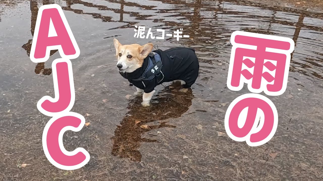 【コーギー】AJC初参加！山中湖woofでコーギーが大集合した日