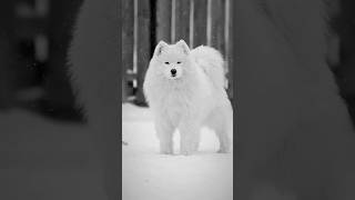 Perfect 🐶 Video by @artyshkoivan follow him on Instagram! #samoyed #dog #pet #snow #samoyedlove