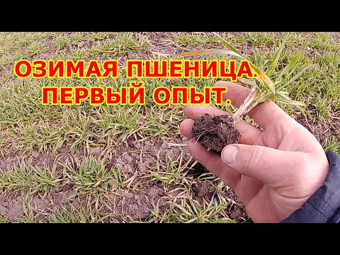Озимая пшеница. Первый опыт.