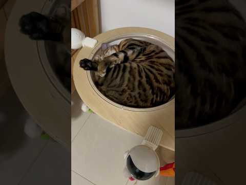 透明ボウルの中で眠る猫【ベンガル猫】