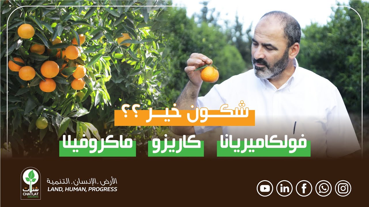 شكون خير؟ فولكاميريانا، كاريزو ولا ماكروفيلا؟