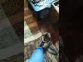 هريدي 3 هريدي 3