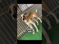 ガリガリに痩せた犬がかわいそう… #保護犬 #dog # #殺処分ゼロを目指して