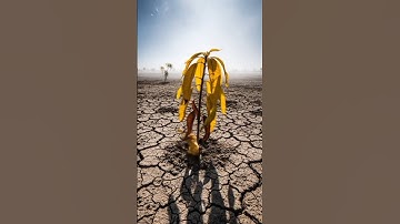 Horse 🐴 saved the Guava tree from drying up by watering it #ai #save #animals #horse #trending