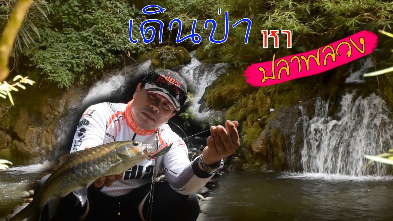 เดินป่า ปีนเขา ลุยน้ำ ตามหาปลาพลวง