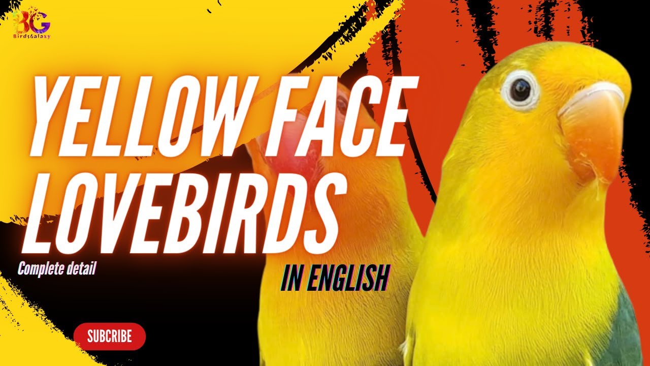 Характеристики и типы наследования желтолицых неразлучников | 