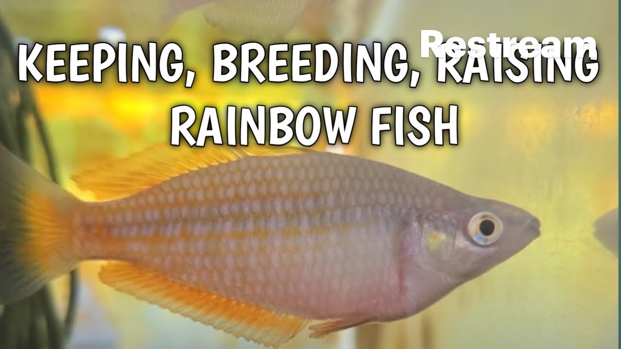 KEEPING, BREEDING, RAISING RAINBOWFISH