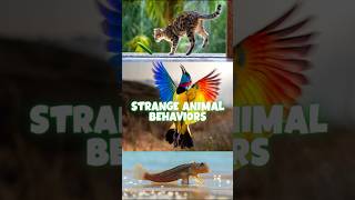 Weird Animal Behaviors You Won’t Believe Exist 🐾😳 | Nature’s Strangest Secrets! #WeirdAnimals