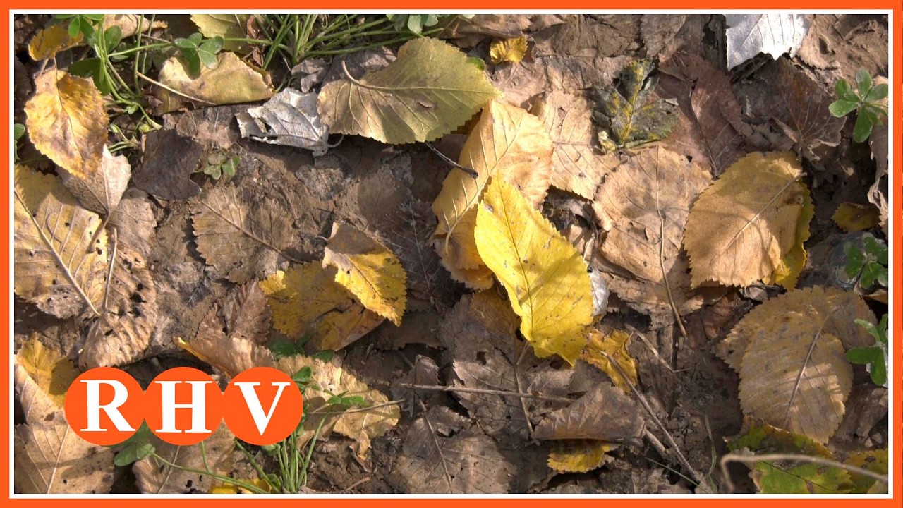 El Consell declara paratge natural municipal el Bosc de Ribera d’Algemesí