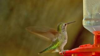 Ruby-throated Hummingbird
