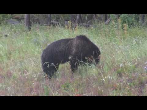 Bear, Blowers and Bubbles in Yellowstone