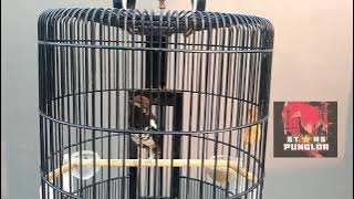 Burung ANIS KEMBANG menata lagu pas untuk  burung dirumah ikutan bunyi