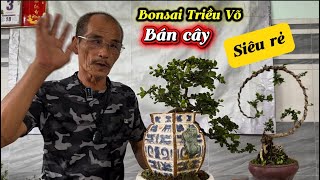 Affordable Bonsai Trees sea Almond Cypress Poplar  200k 500k To 2 Million Vnd