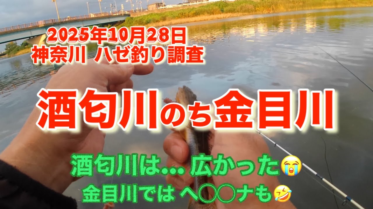 神奈川県 酒匂川・金目川 ハゼ釣り🎣 2025年10月28日