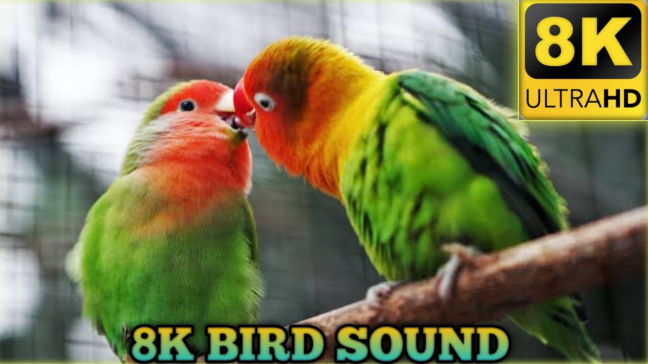 BUDGIES SINGING IN PET STORE // PARAKEET SOUND // 8K //4K// 8K BIRD