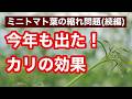 【ミニトマト栽培】カリウム投入後に急回復！いや〜な葉先の縮れ問題の行方（6年目の結果報告）