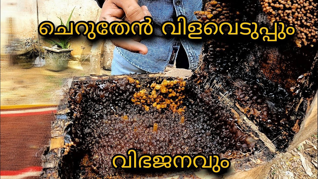 ചെറുതേൻ വിളവെടുപ്പും  വിഭജനവും || nisthul jose || travel adventures ||