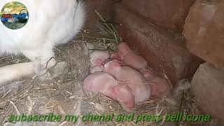 Rabbit farming in home |Rabbit farming at roof top |proper rabbit farming in pakistan|apna punjab pk