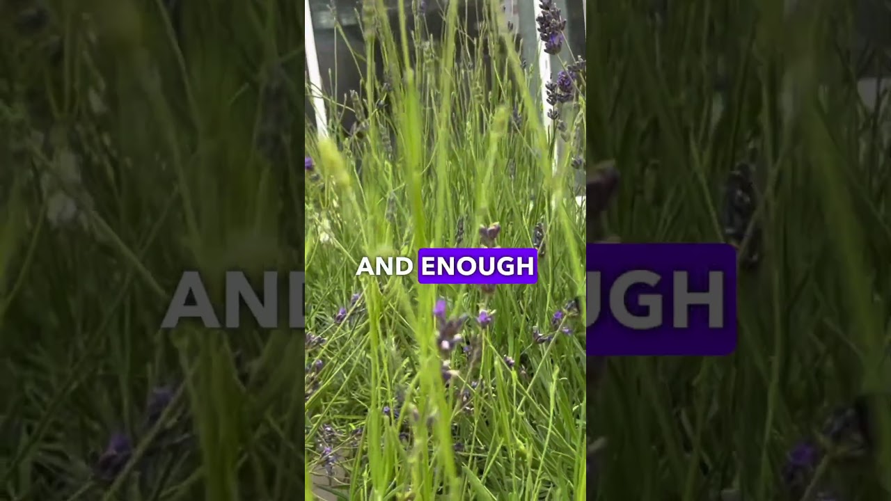 Caring For Lavender Plant