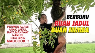 Hunting for Neem Fruit, an Old-Fashioned Fruit Rich in Health Benefits | Shade Trees by the Roadside