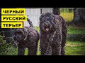 Русский черный терьер плюсы и минусы породы | Собаководство | Порода Русский черный терьер